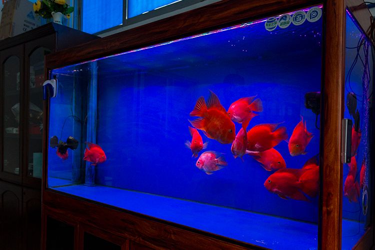 led龙鱼缸灯水陆两用照明灯led水草水族箱灯潜水led水族灯防水灯详情图12