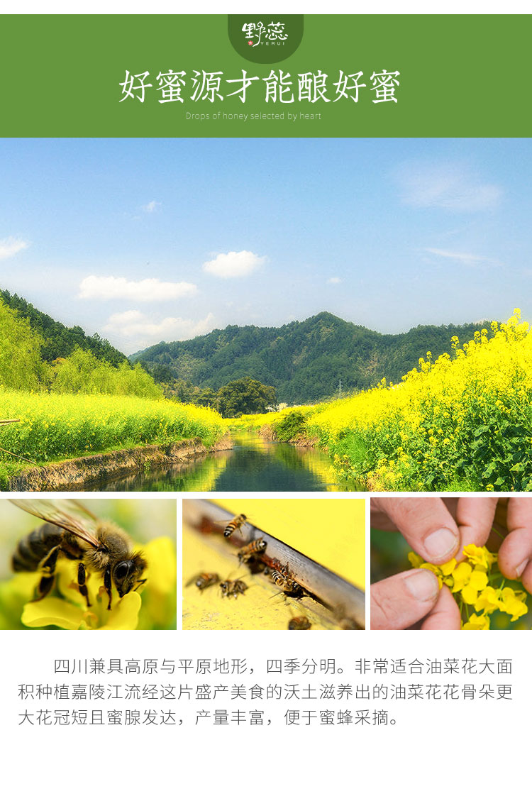 野蕊【巴山春蜜】500g/瓶  大巴山春季蜂蜜农家自产油菜花野樱桃花成熟蜂蜜包邮 500g/瓶详情3