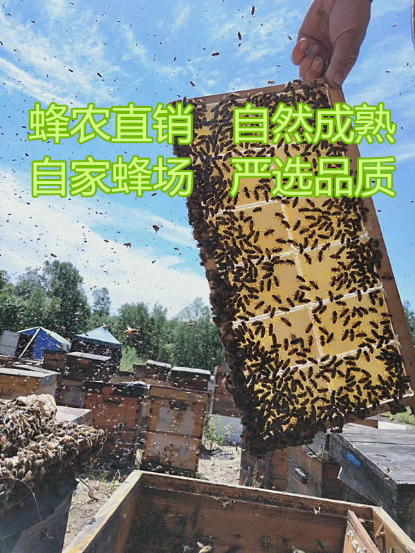 蜂蜜组合装（枣花蜂蜜 荔枝蜂蜜 荆条蜂蜜）三款各500g详情11
