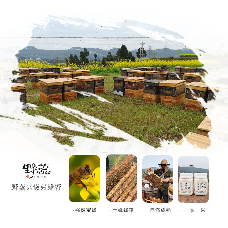 野蕊【巴山春蜜】500g/瓶  大巴山春季蜂蜜农家自产油菜花野樱桃花成熟蜂蜜包邮 500g/瓶详情图4